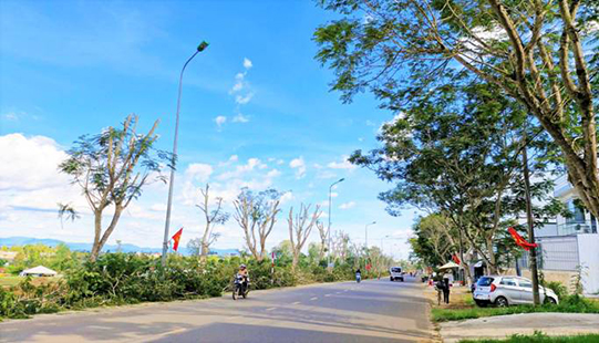 Bảo Lộc: Cấp phép dịch chuyển, chặt hạ gần 400 cây xanh đô thị để làm công trình